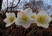 MONTE CASTELLO da Valpiana di Serina il 13 febbraio 2026 - FOTOGALLERY